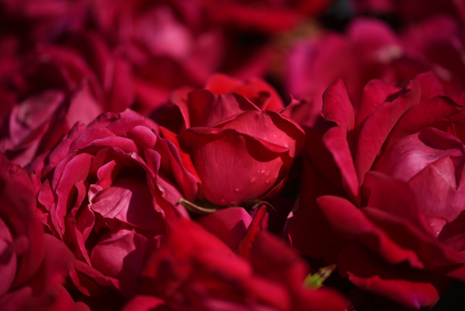 Nikon D750 sample photo. Roses, red, flower photography