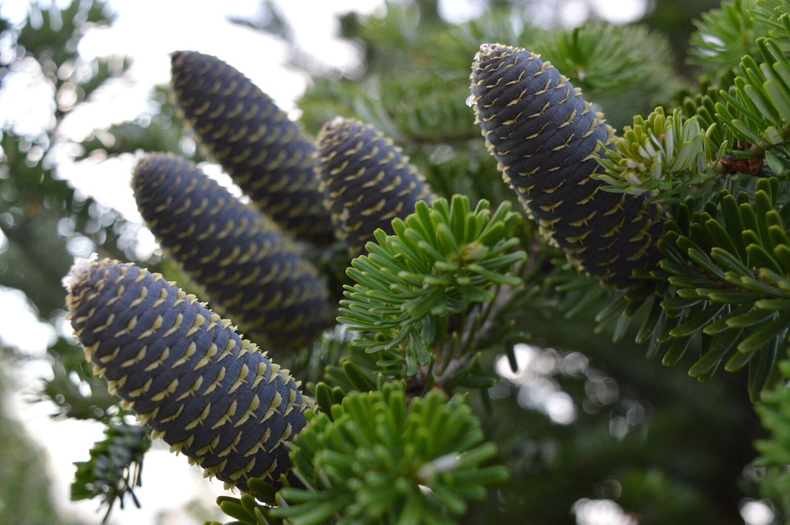 Nikon D3200 sample photo. Cone, conifer, branch photography