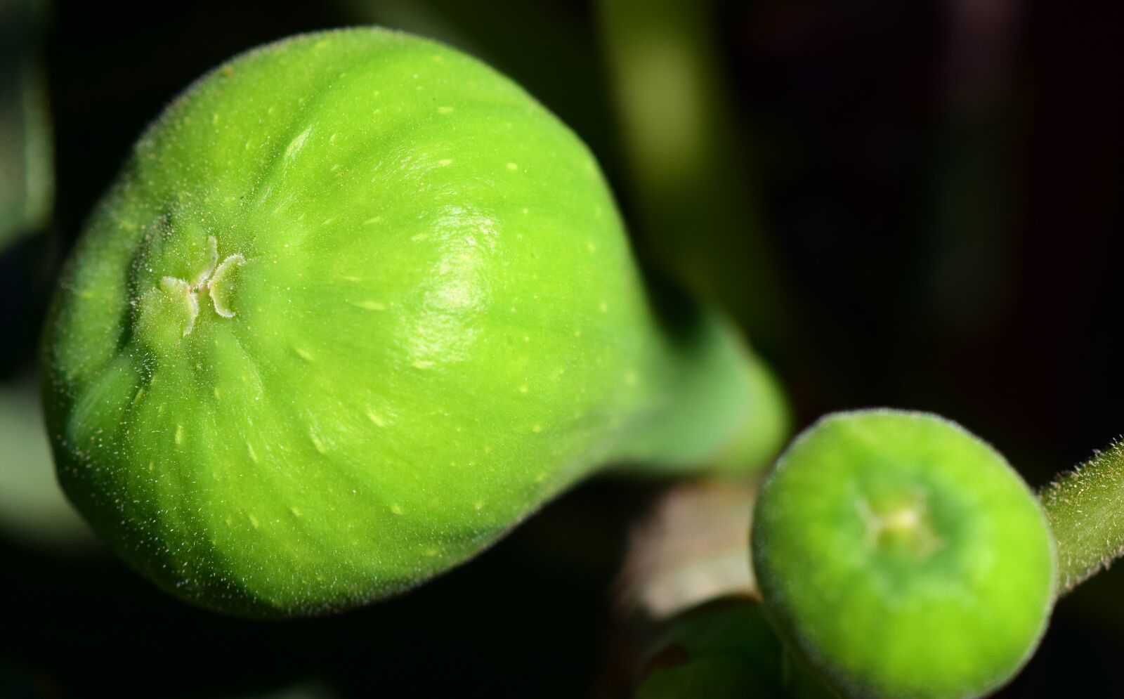 Nikon D3300 sample photo. Figs, green figs, green photography