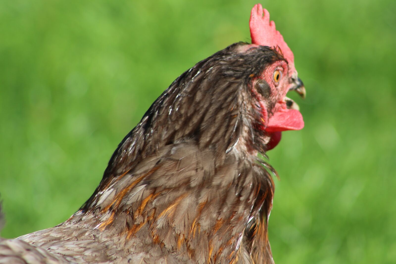 Canon EF75-300mm f/4-5.6 sample photo. Chicken, feather, bird photography