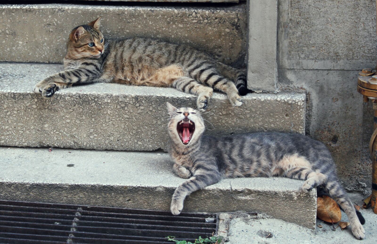 Canon EOS 500D (EOS Rebel T1i / EOS Kiss X3) sample photo. Cat, cihangir, istanbul photography