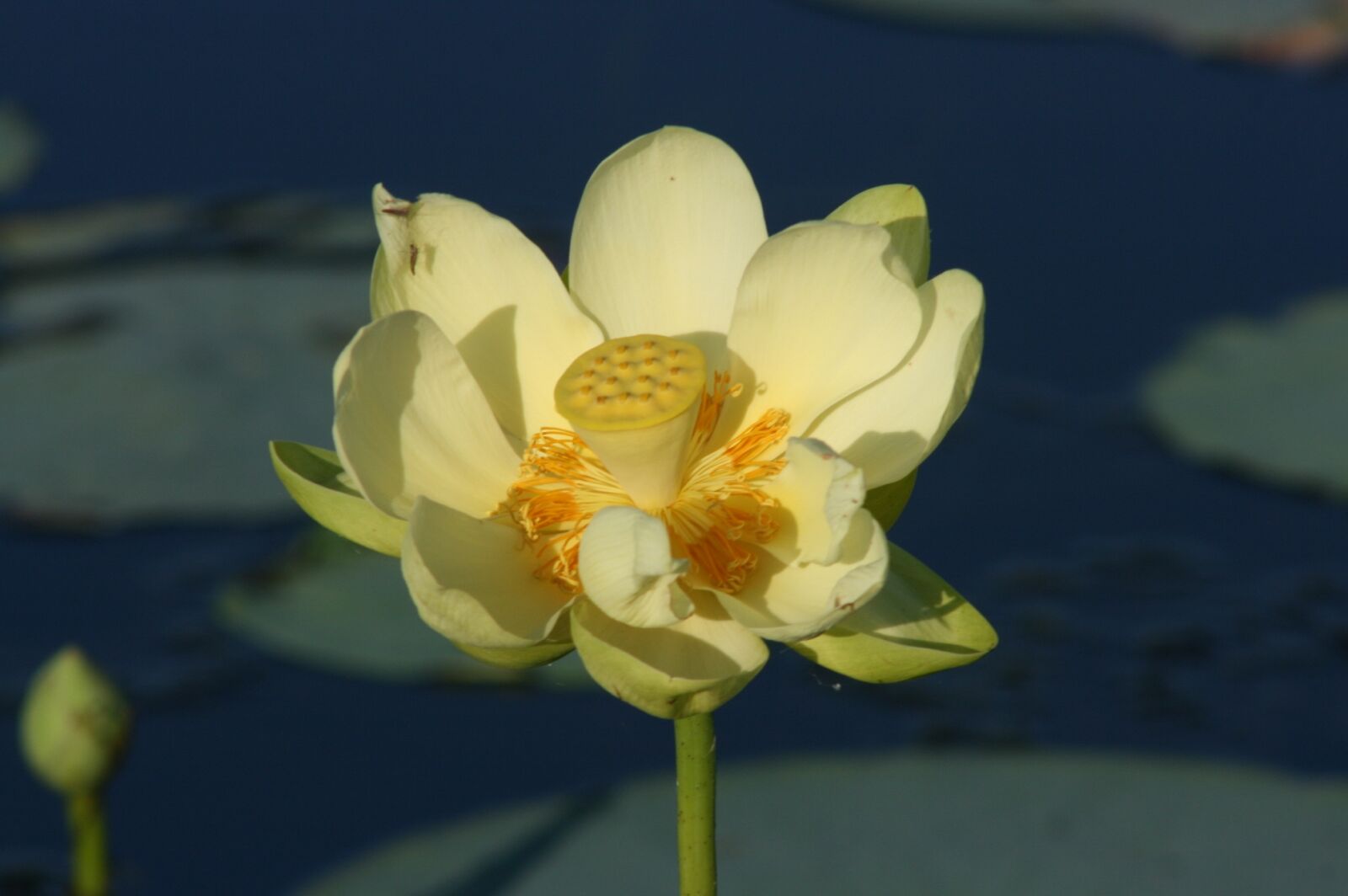 Canon EOS 400D (EOS Digital Rebel XTi / EOS Kiss Digital X) sample photo. Florida, flower, water lily photography