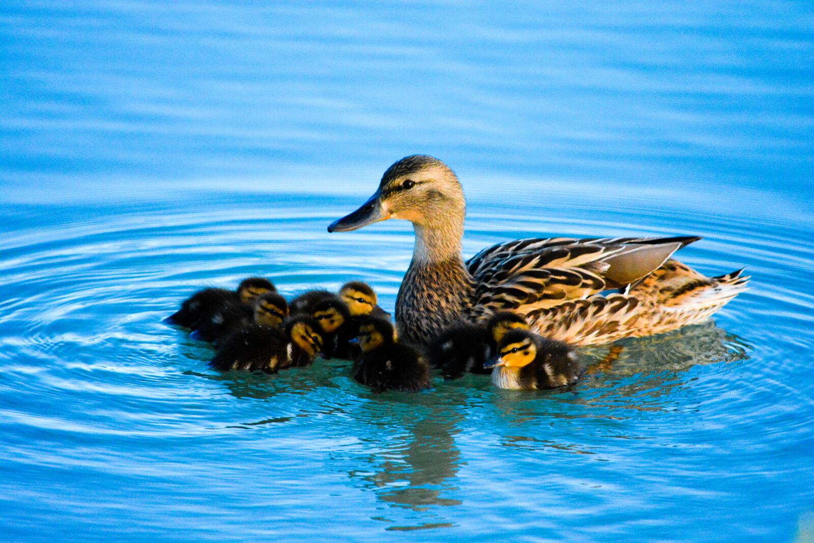 Nikon D5200 sample photo. Duck, bird, animal photography