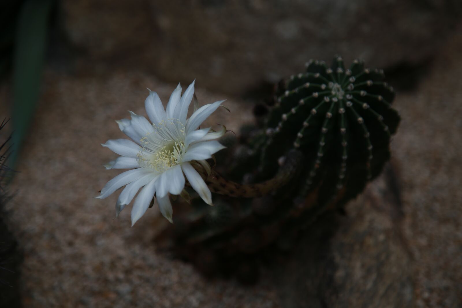 Canon EOS 6D + Canon EF 24-105mm F4L IS USM sample photo. Cactus, flowers, thorn photography