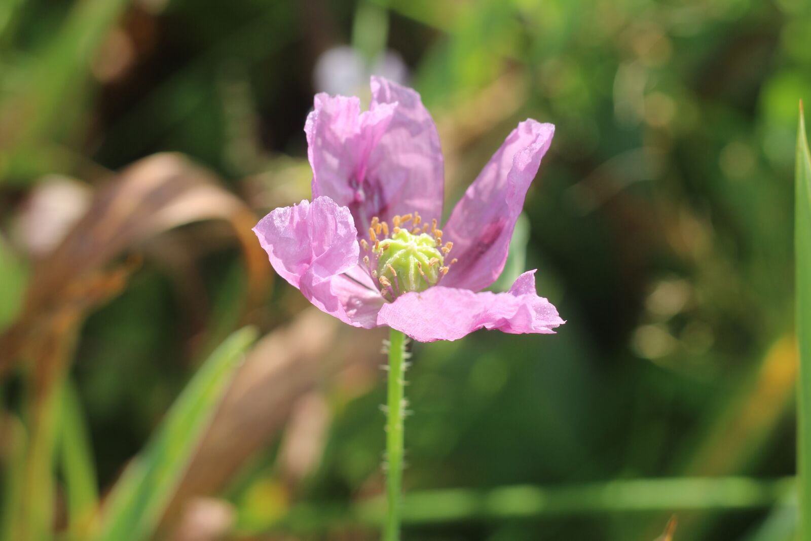 Canon EOS 1200D (EOS Rebel T5 / EOS Kiss X70 / EOS Hi) sample photo. Purple, poppy, flower photography