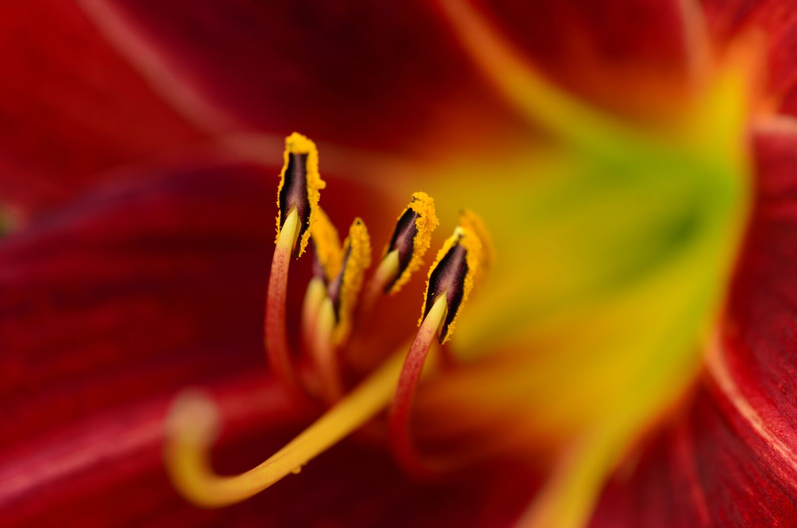 Nikon D7000 sample photo. Flower, garden, color photography