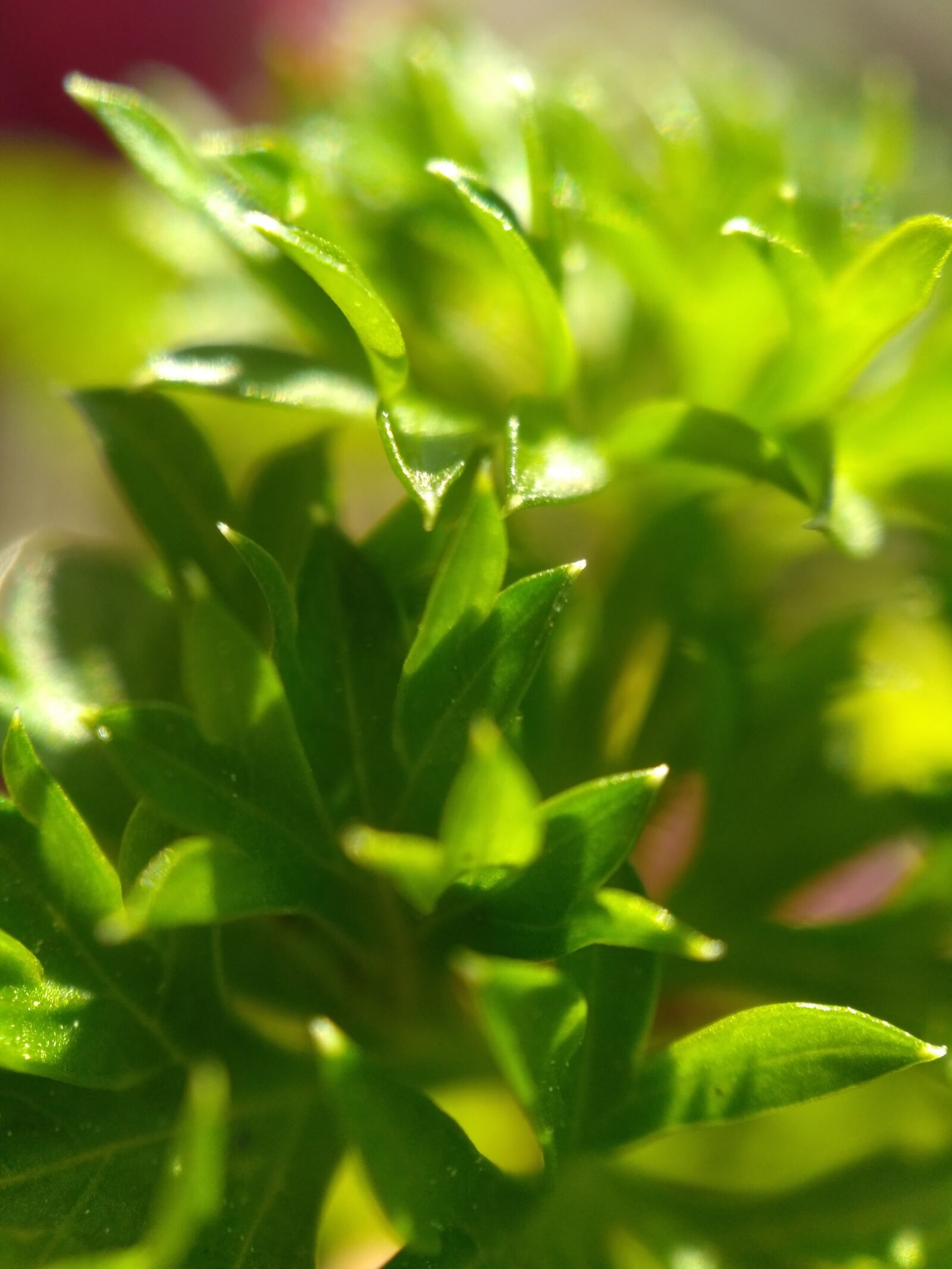 Xiaomi Redmi 3S sample photo. Green parsley, herbs, spices photography