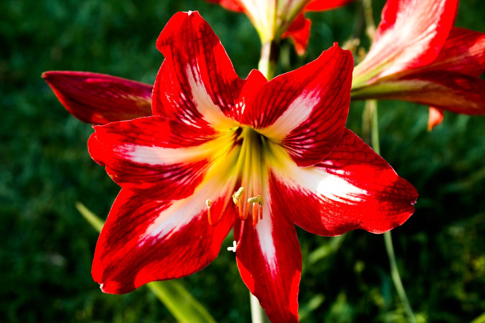 Canon EOS 600D (Rebel EOS T3i / EOS Kiss X5) sample photo. Flower, ibisco, garden photography