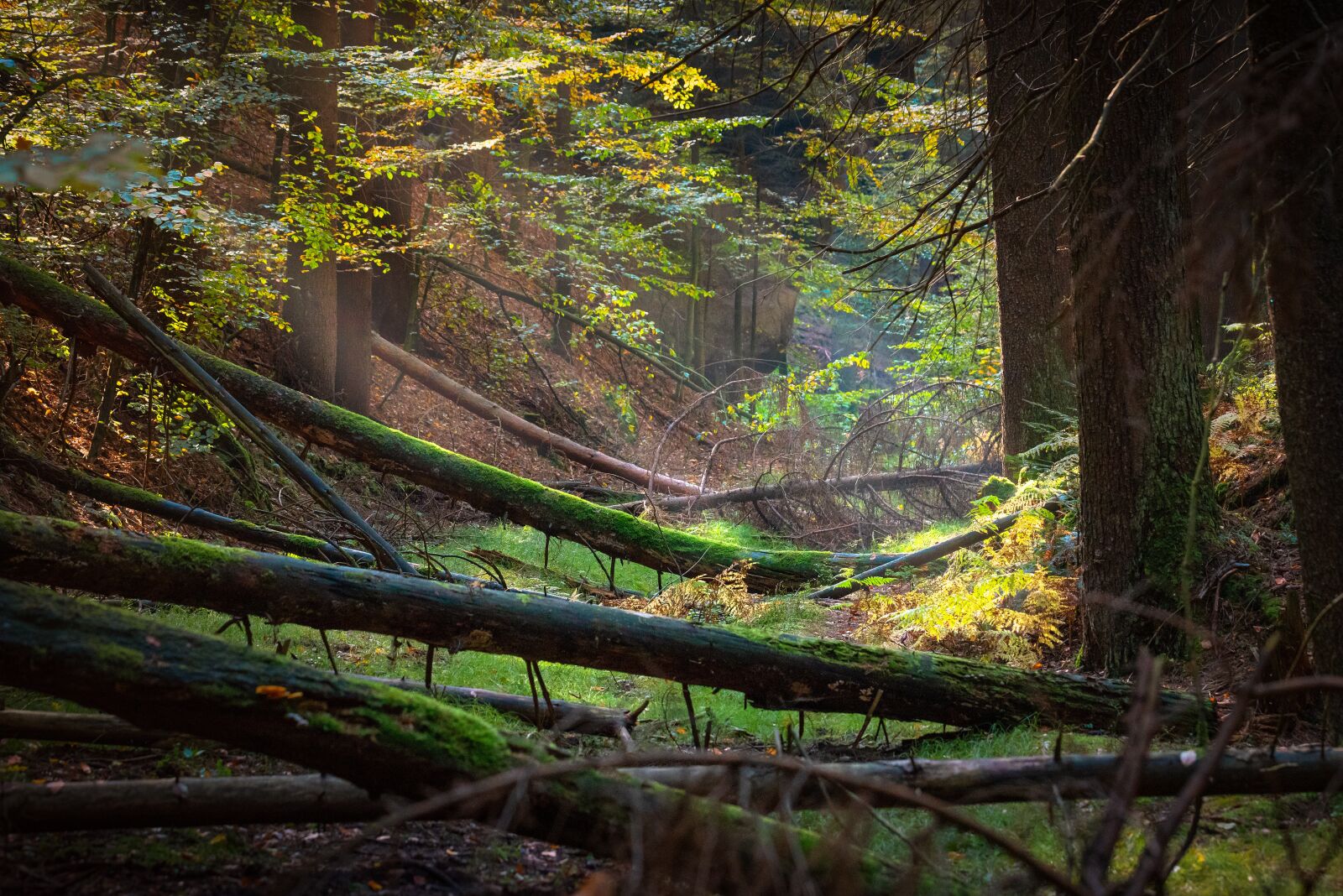 Nikon D750 sample photo. Nature, mountains, moss photography