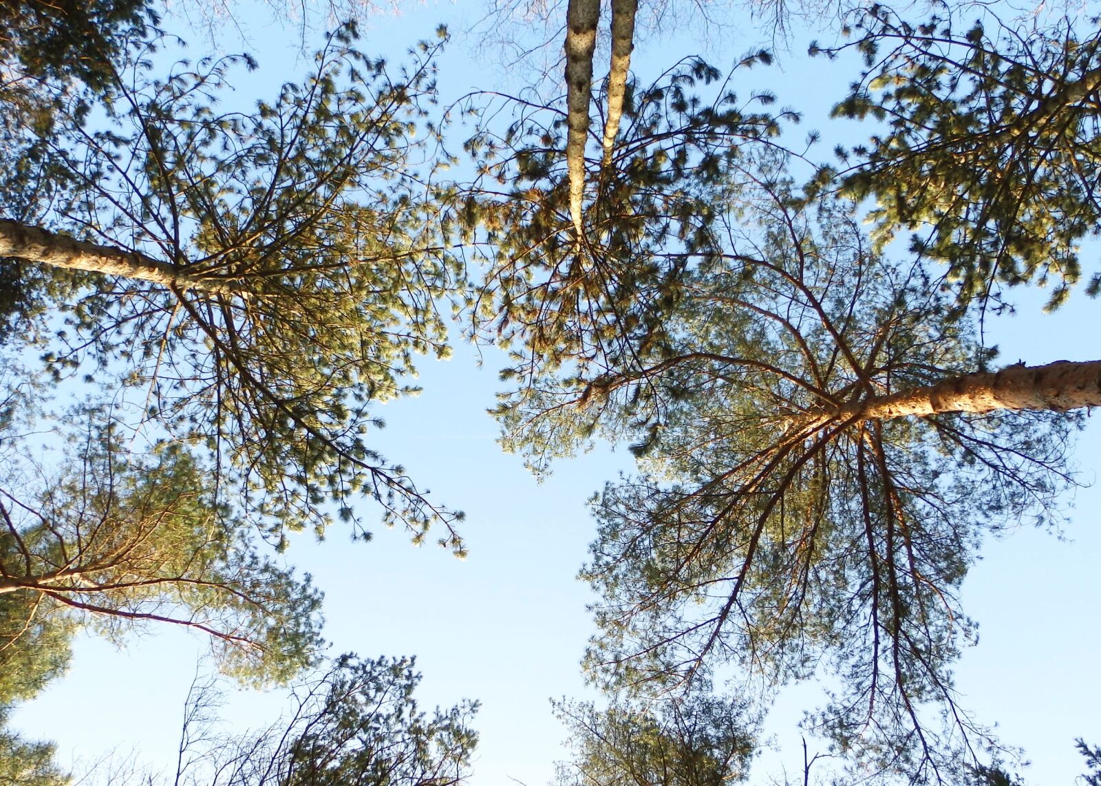 Olympus SZ-16,DZ-105 sample photo. Trees, sky, crown photography