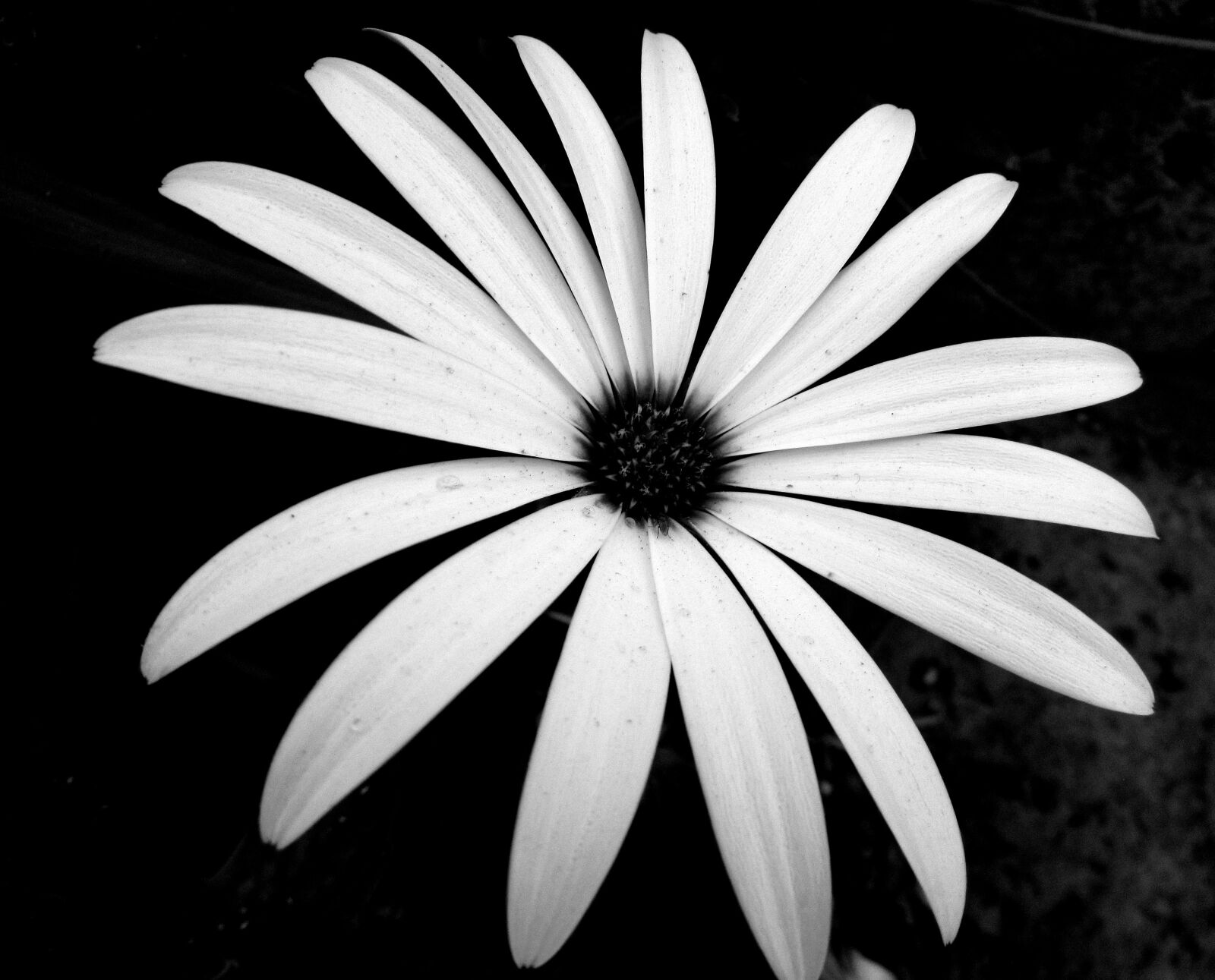 Canon PowerShot SX510 HS sample photo. Flower, nature, black and photography