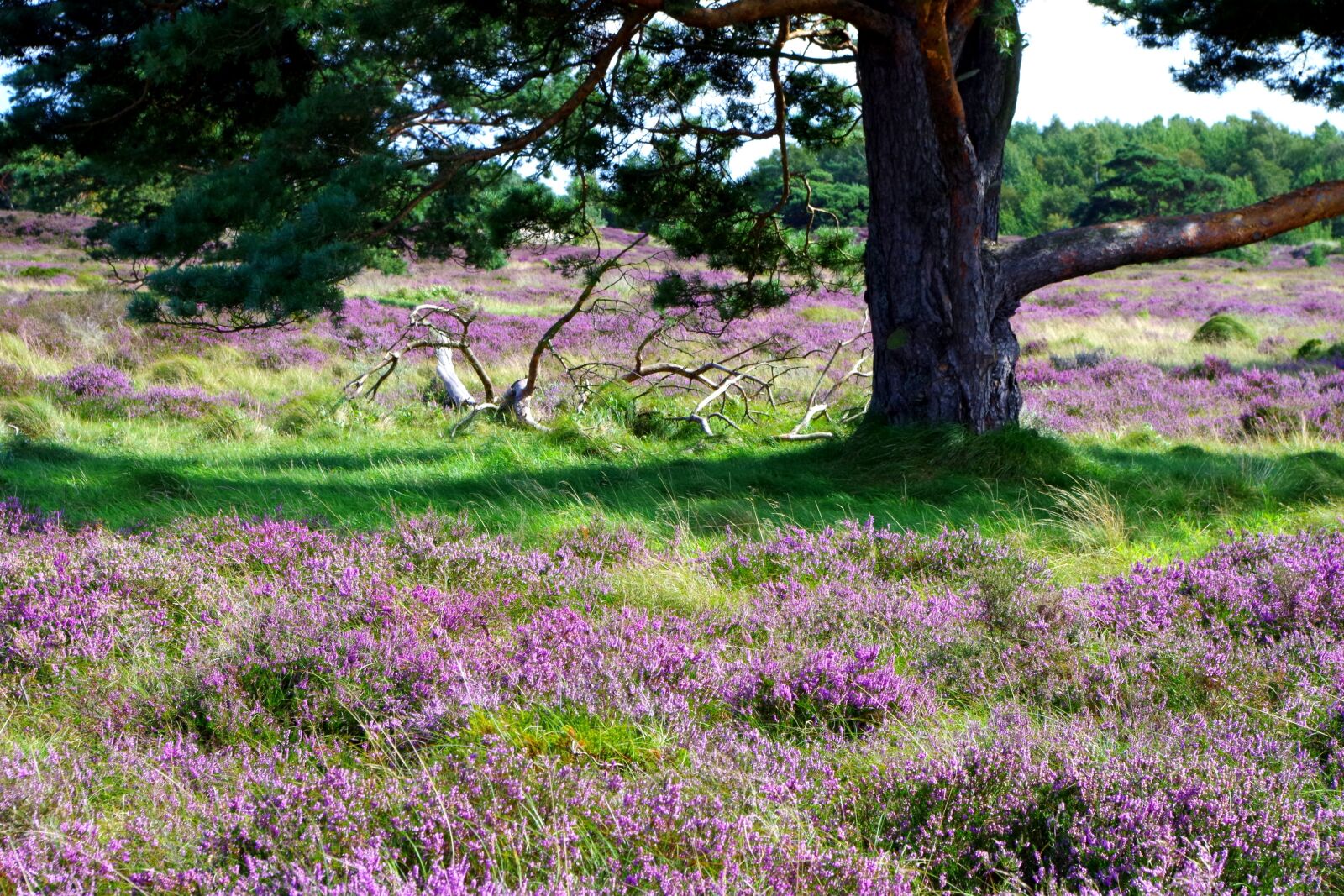 Pentax K-30 sample photo. Heide, herb, violet photography
