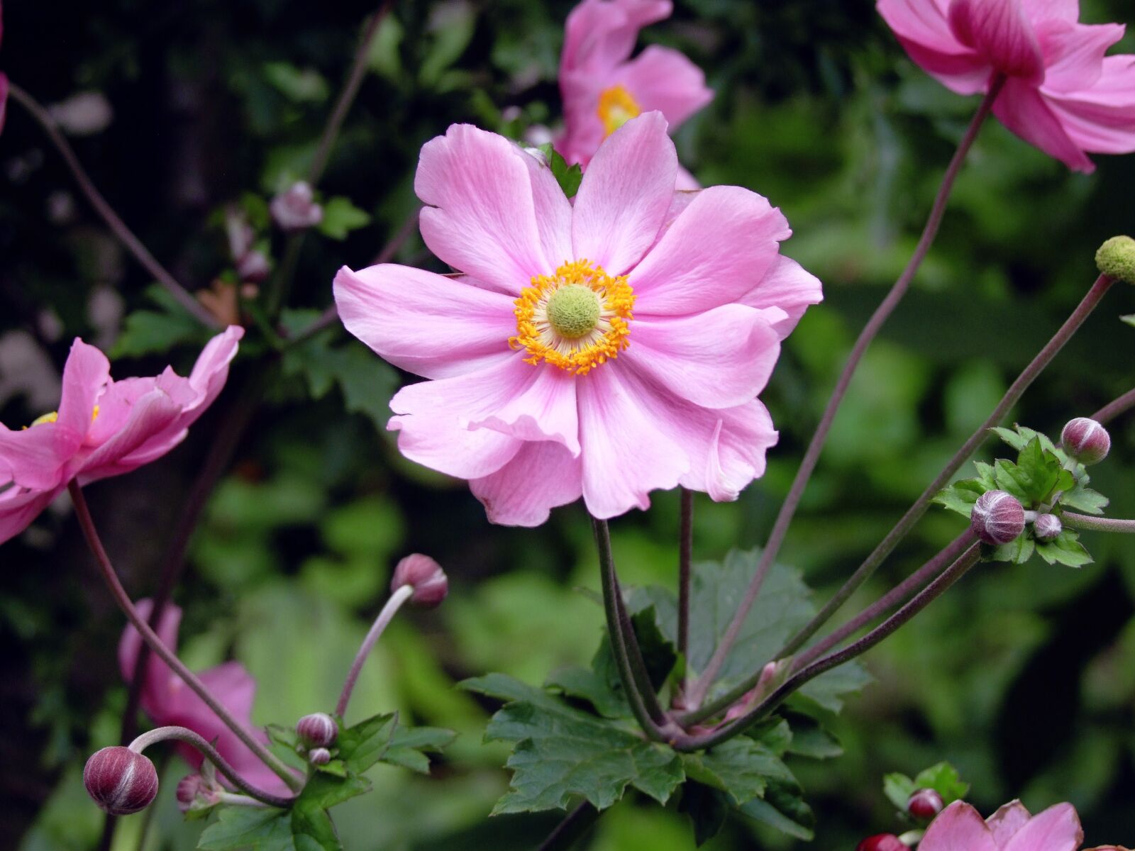 Fujifilm FinePix S100fs sample photo. Wind flower, anemone, pink photography