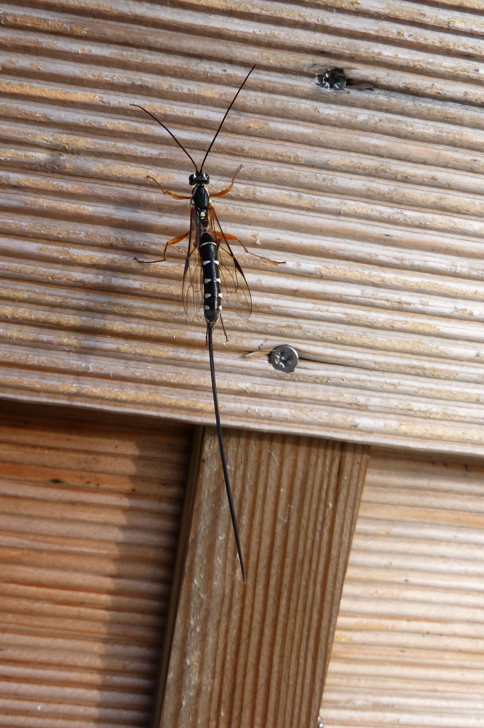 Panasonic DMC-FZ62 sample photo. Do, wasp, hymenoptera photography