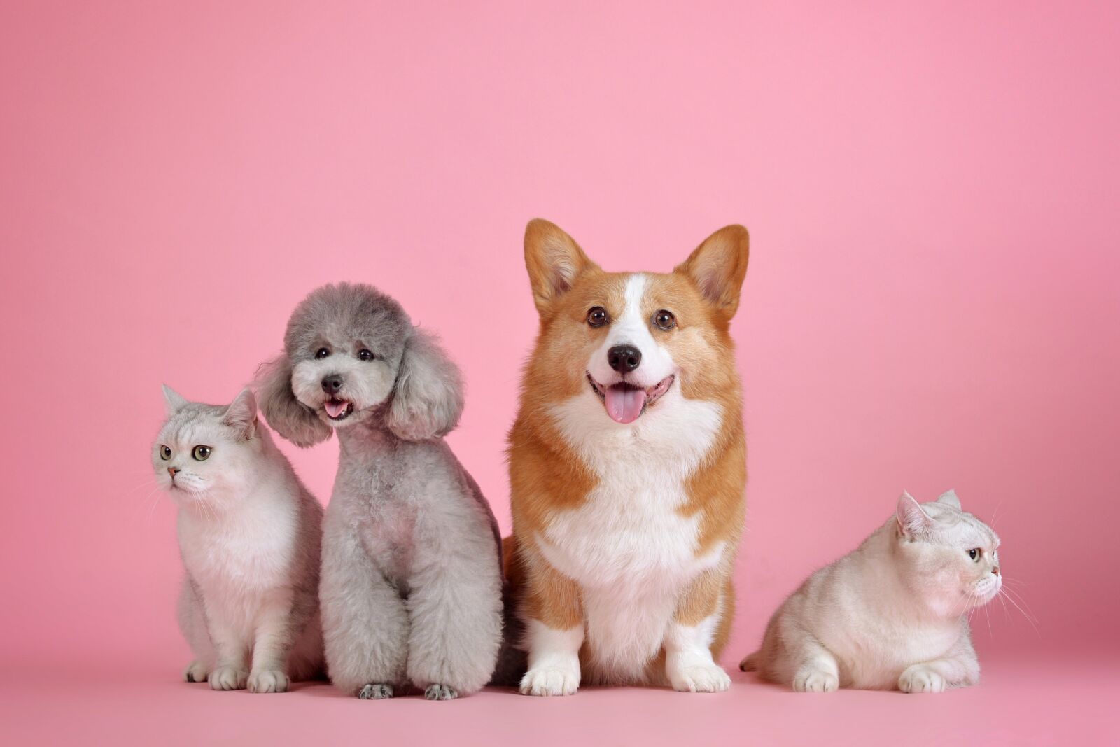 Nikon D610 sample photo. Pets, cute, cat photography