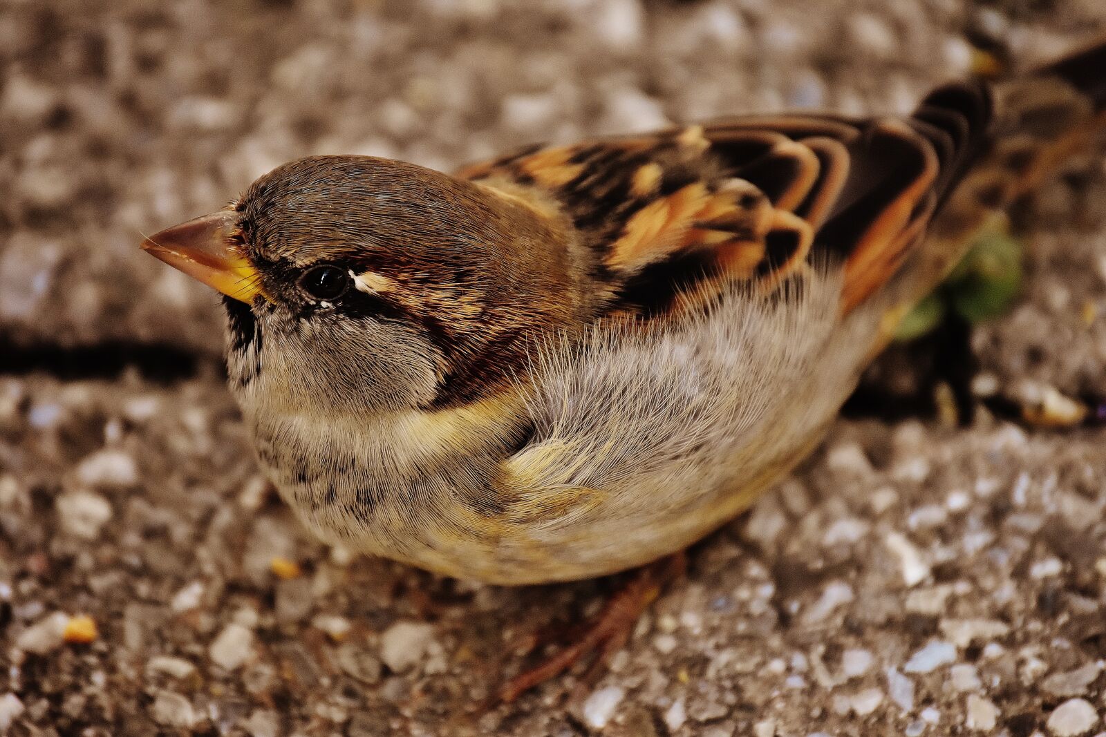 Nikon D7200 sample photo. Sparrow, bird, small photography