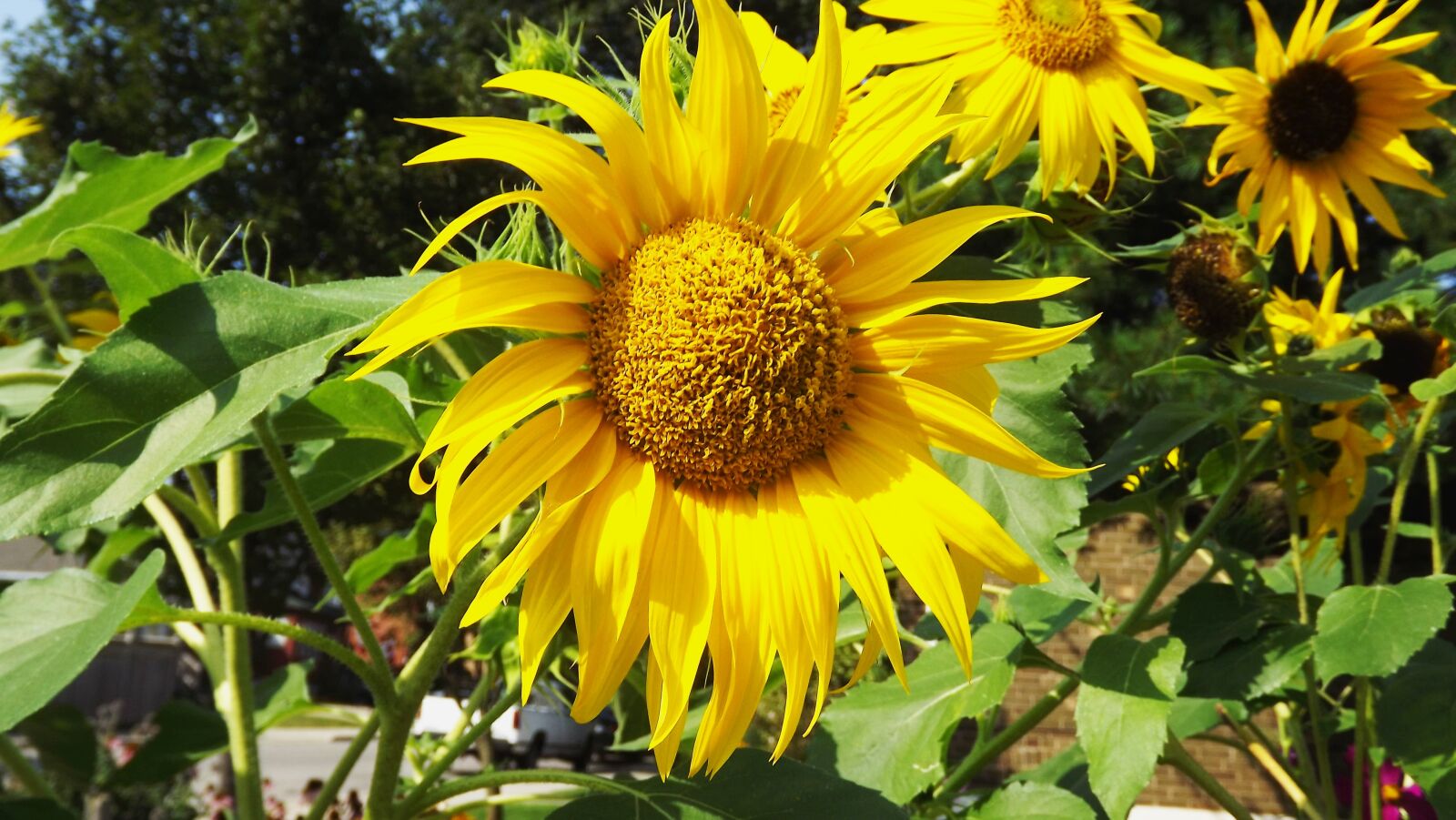 Fujifilm FinePix S3400 sample photo. Flora, flowers, summer photography