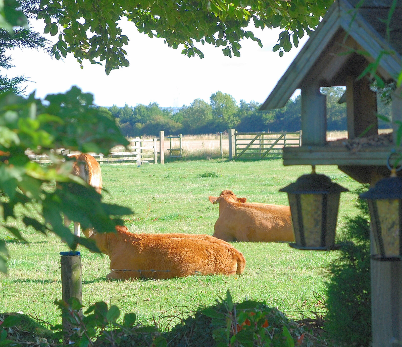 Nikon D80 sample photo. Cows, english, pasture, summer photography