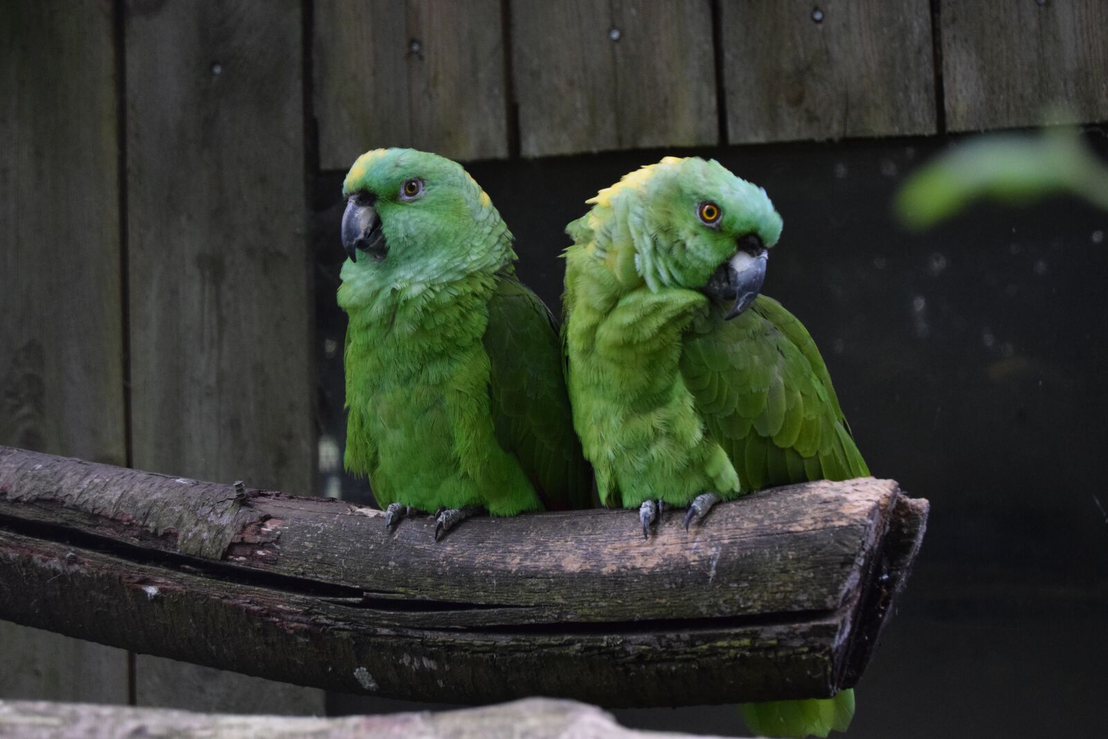 Nikon D3300 sample photo. Amazons, parrot, bird photography