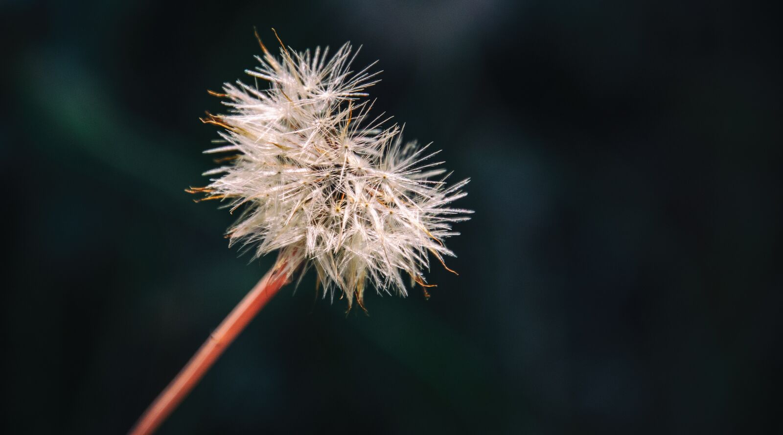 Nikon D7000 sample photo. Dandelion, dandelion clock, plant photography