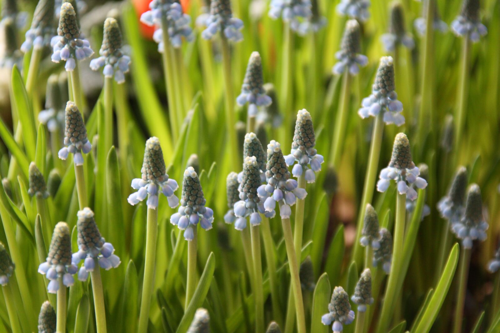 Canon EOS 450D (EOS Rebel XSi / EOS Kiss X2) sample photo. Muscari, traubenf rmige inflorescences photography