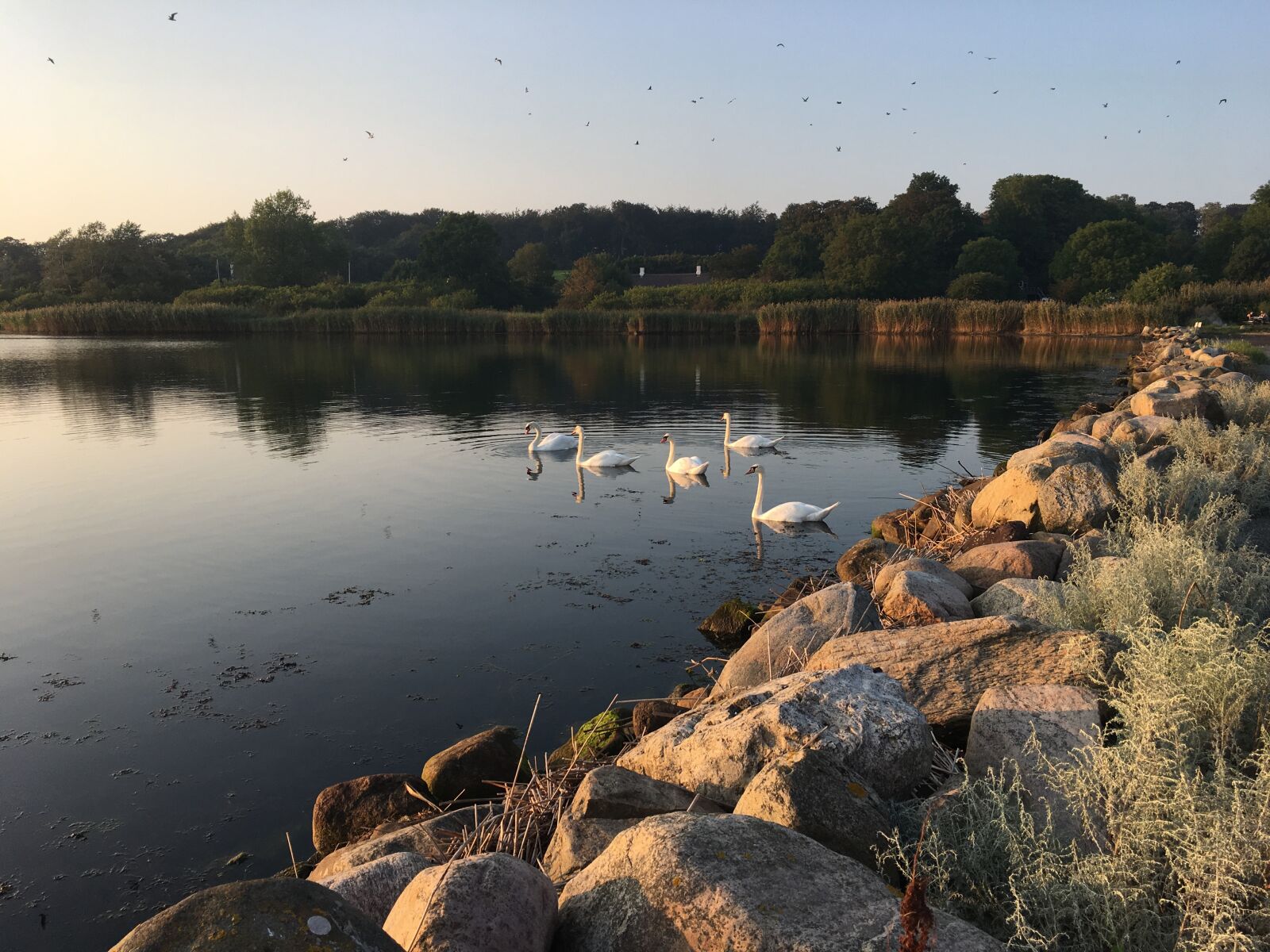 Apple iPhone 6s sample photo. Twilight, swans, lake photography
