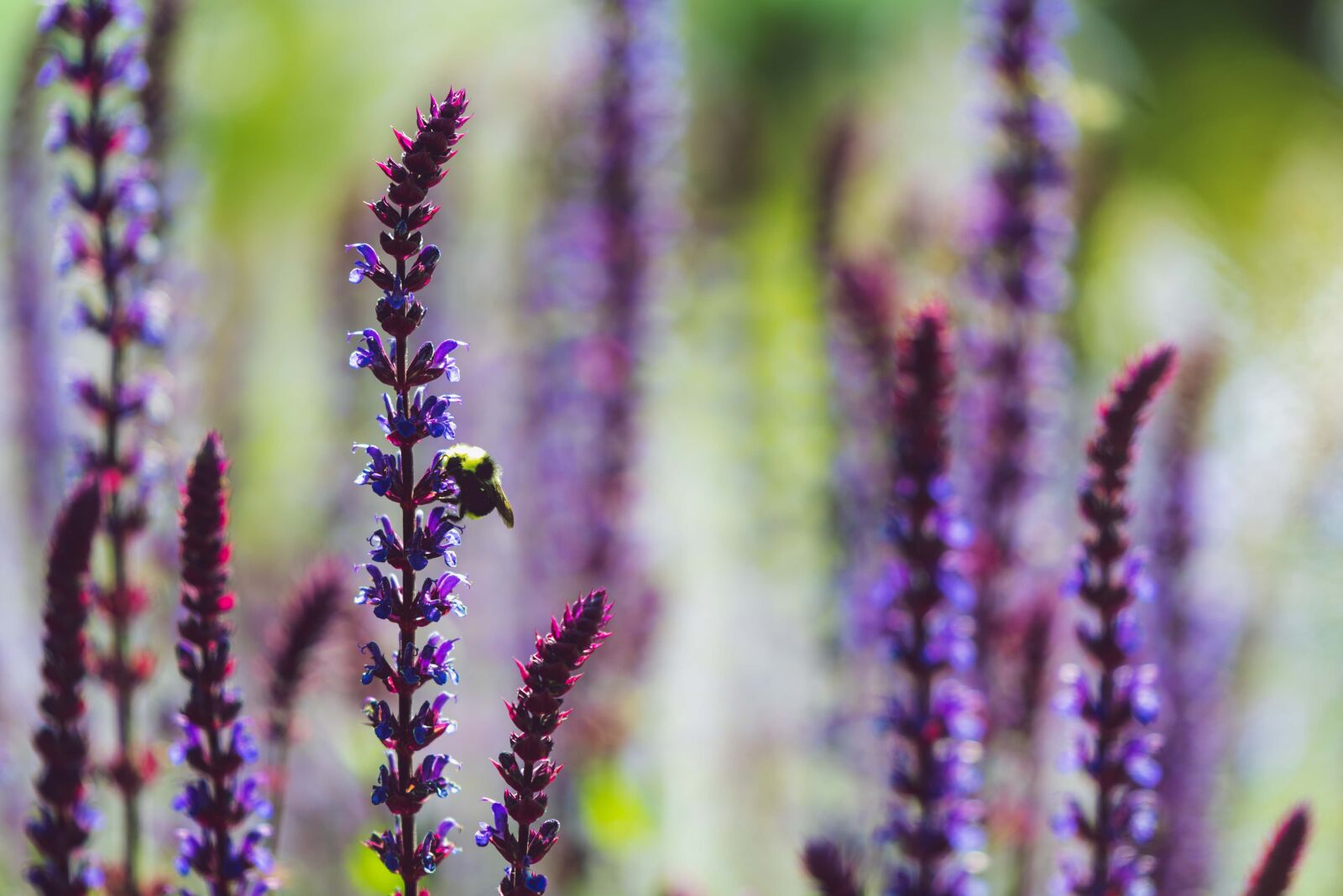 Nikon D750 sample photo. Lavender, bee, summer photography