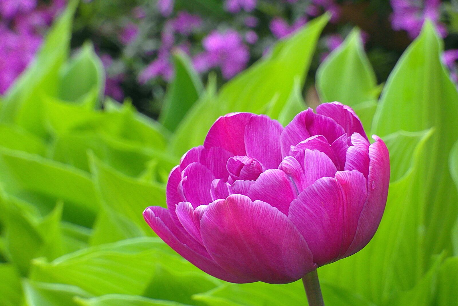 Samsung WB750 sample photo. Tulip, purple, the petals photography