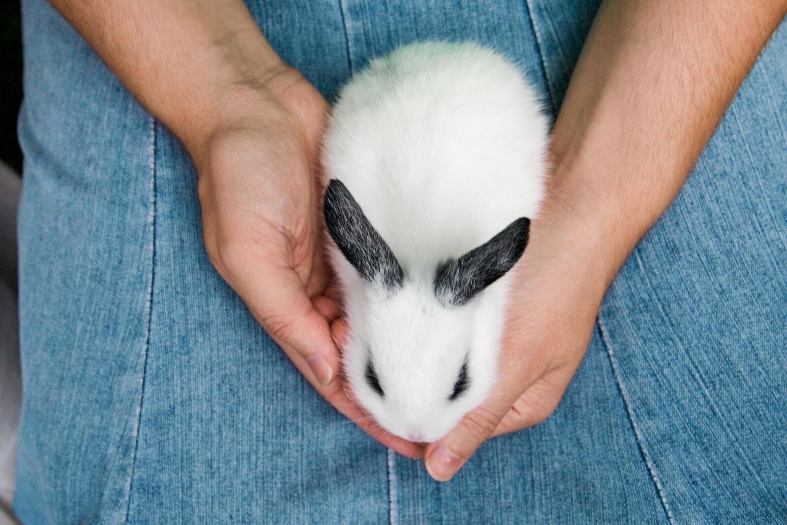 Olympus PEN E-P1 sample photo. Animal, bunny, rabbit photography