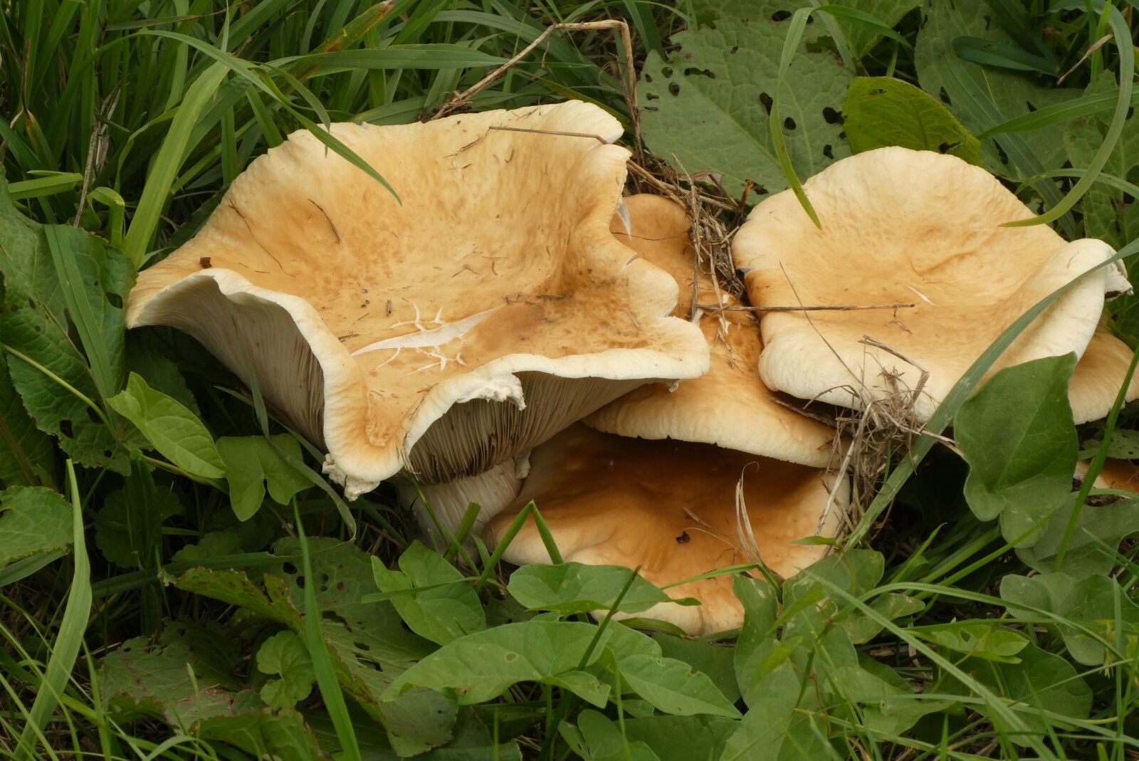 Panasonic Lumix DC-ZS70 (Lumix DC-TZ90) sample photo. Mushroom, autumn, roadside photography