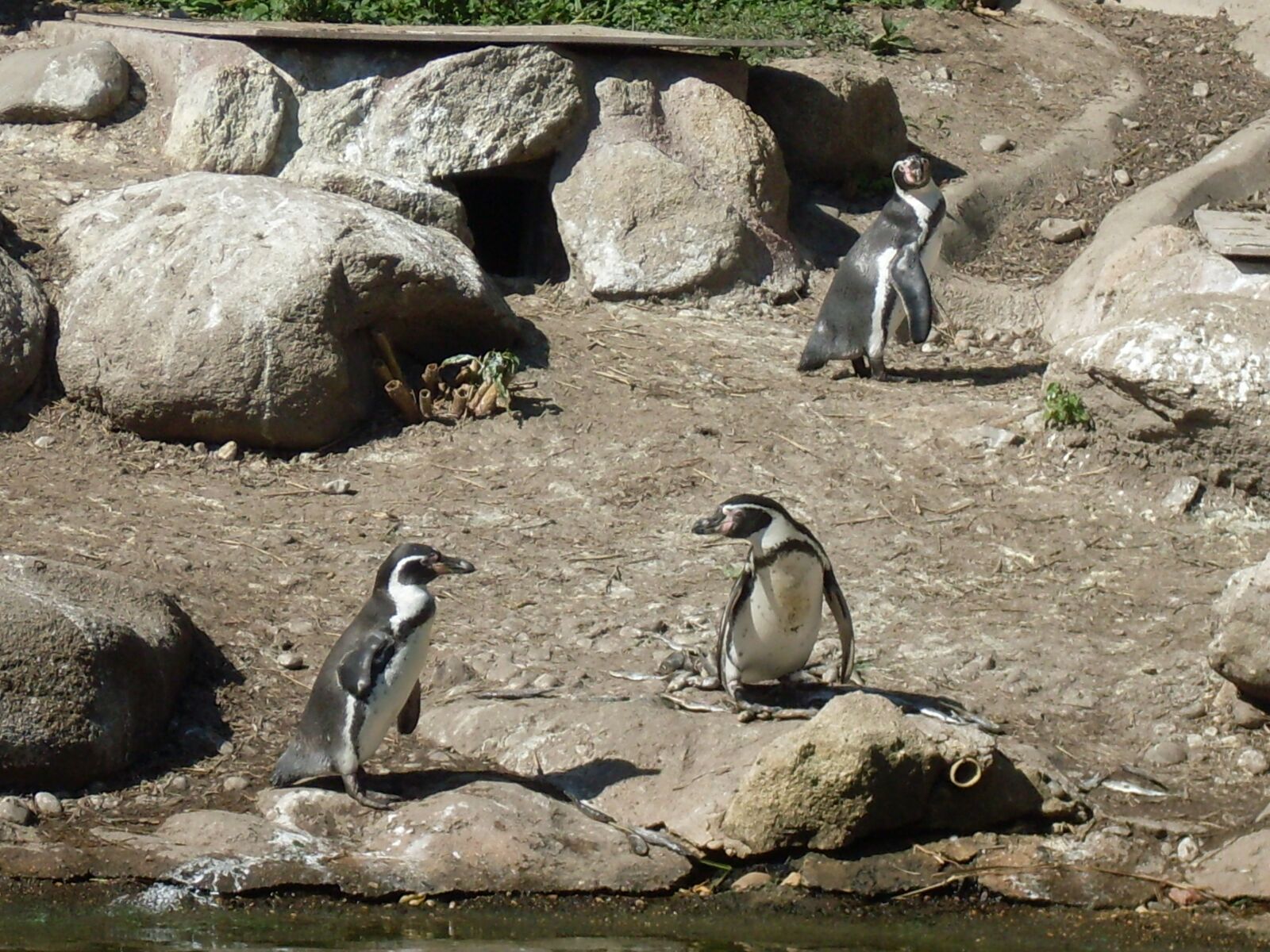 Samsung KENOX S760  / Samsung S760 sample photo. Penguin, zoo, animals photography