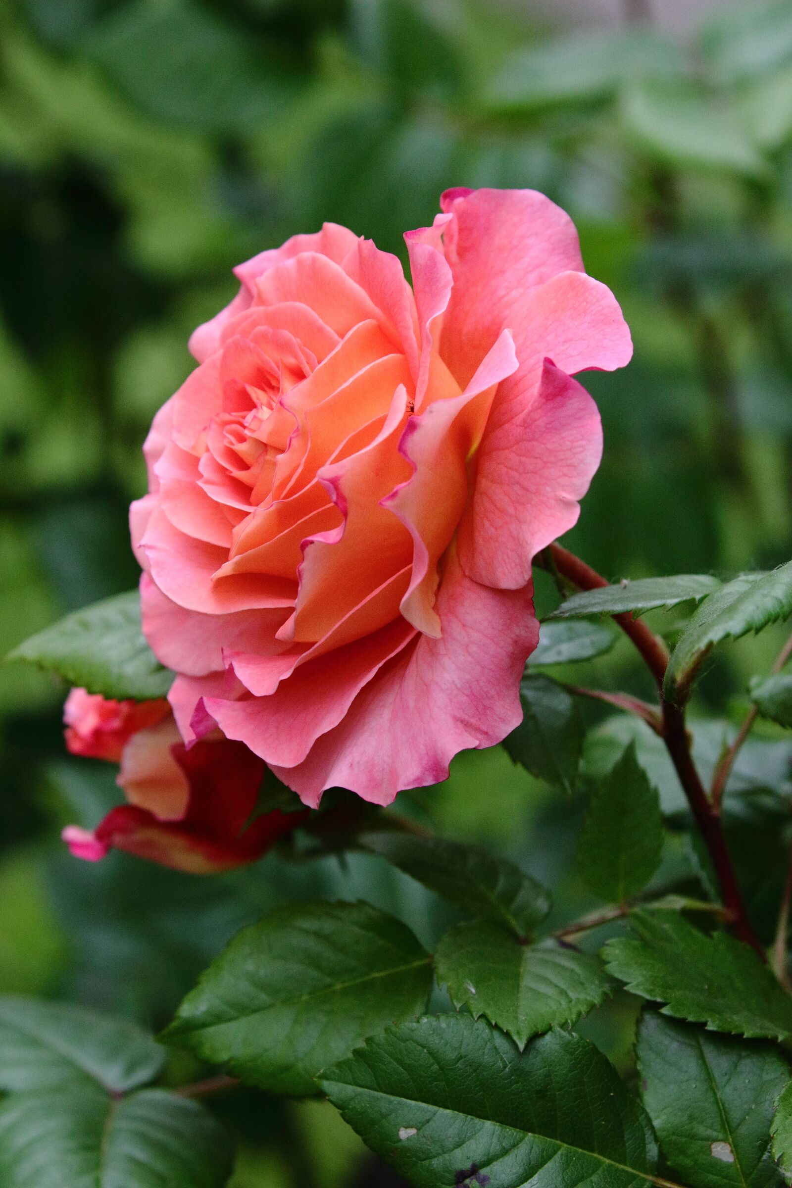Canon EOS 7D Mark II sample photo. Rosa, flower, plant photography