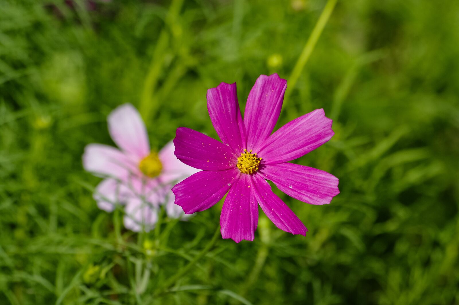 Samsung GX-20 sample photo. Nature, flower, pink photography