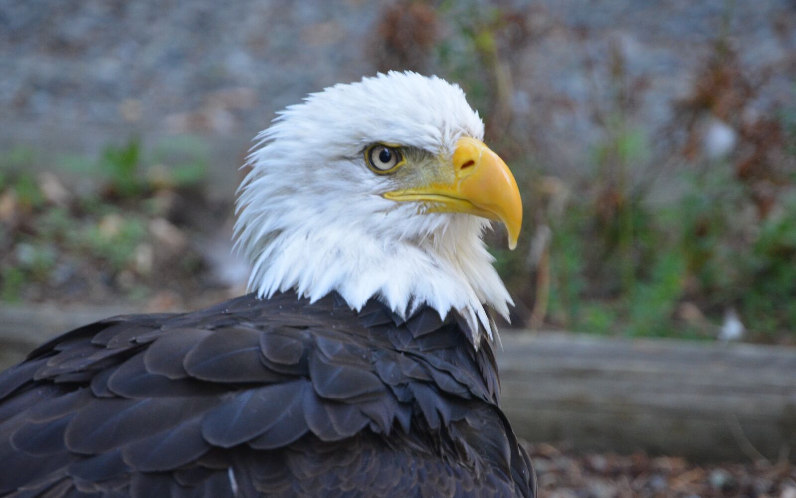 Nikon D5200 sample photo. Bird, wildlife, nature photography