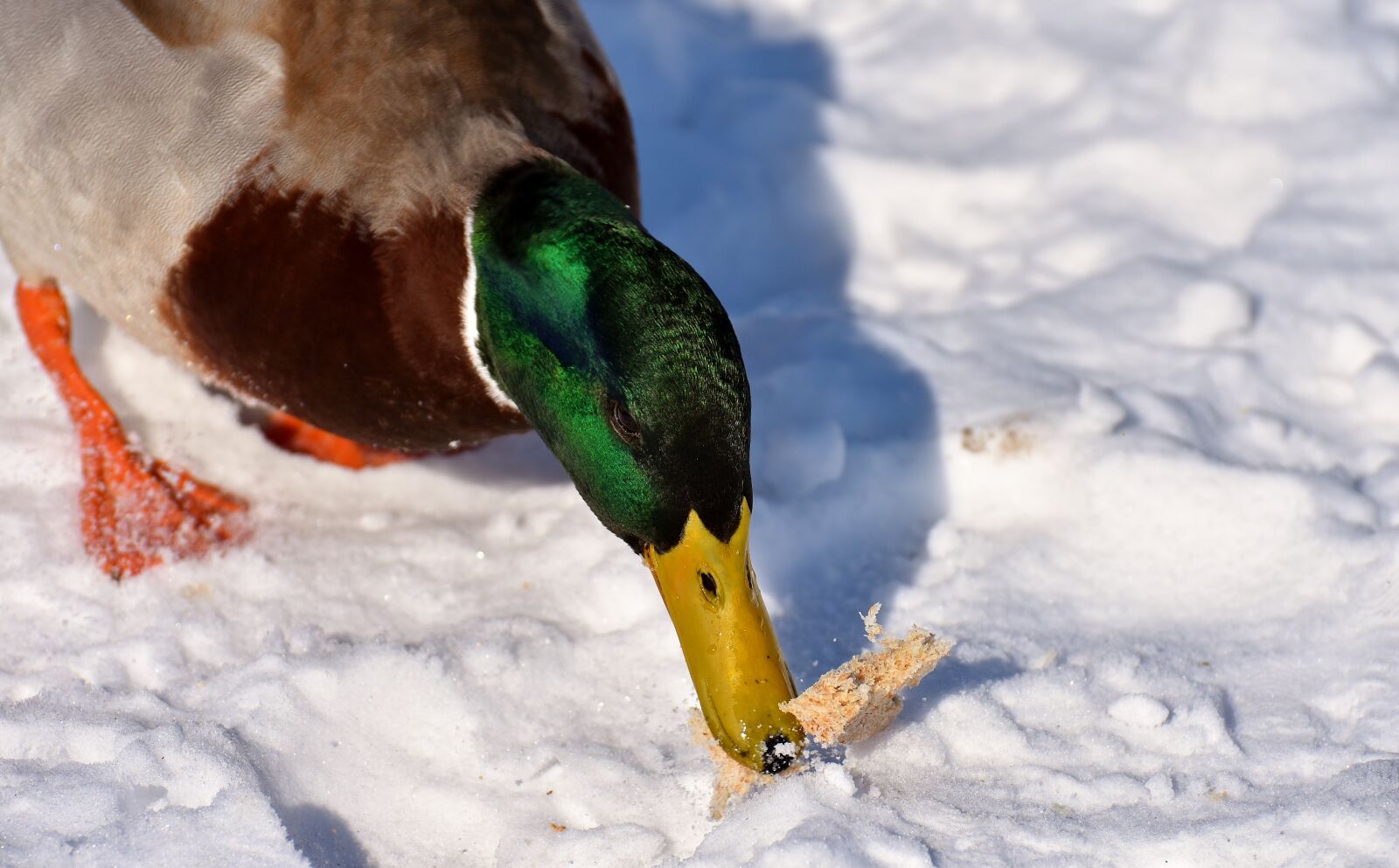 Nikon D7200 sample photo. Duck, mallard, drake photography
