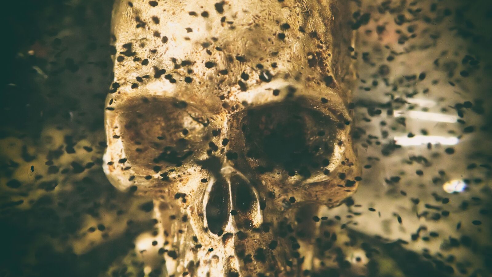Olympus TG-4 sample photo. Skull, death, black photography