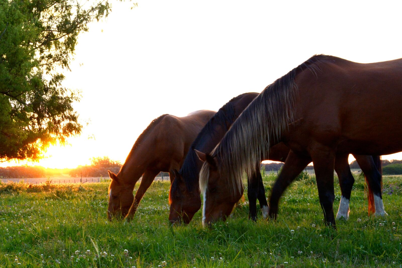 Nikon D7100 sample photo. Horses, horse, group horses photography