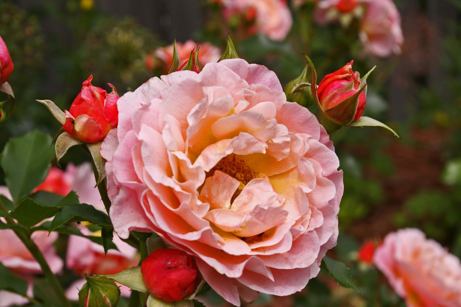 Pentax *ist DL2 sample photo. Roses, garden roses, flowers photography