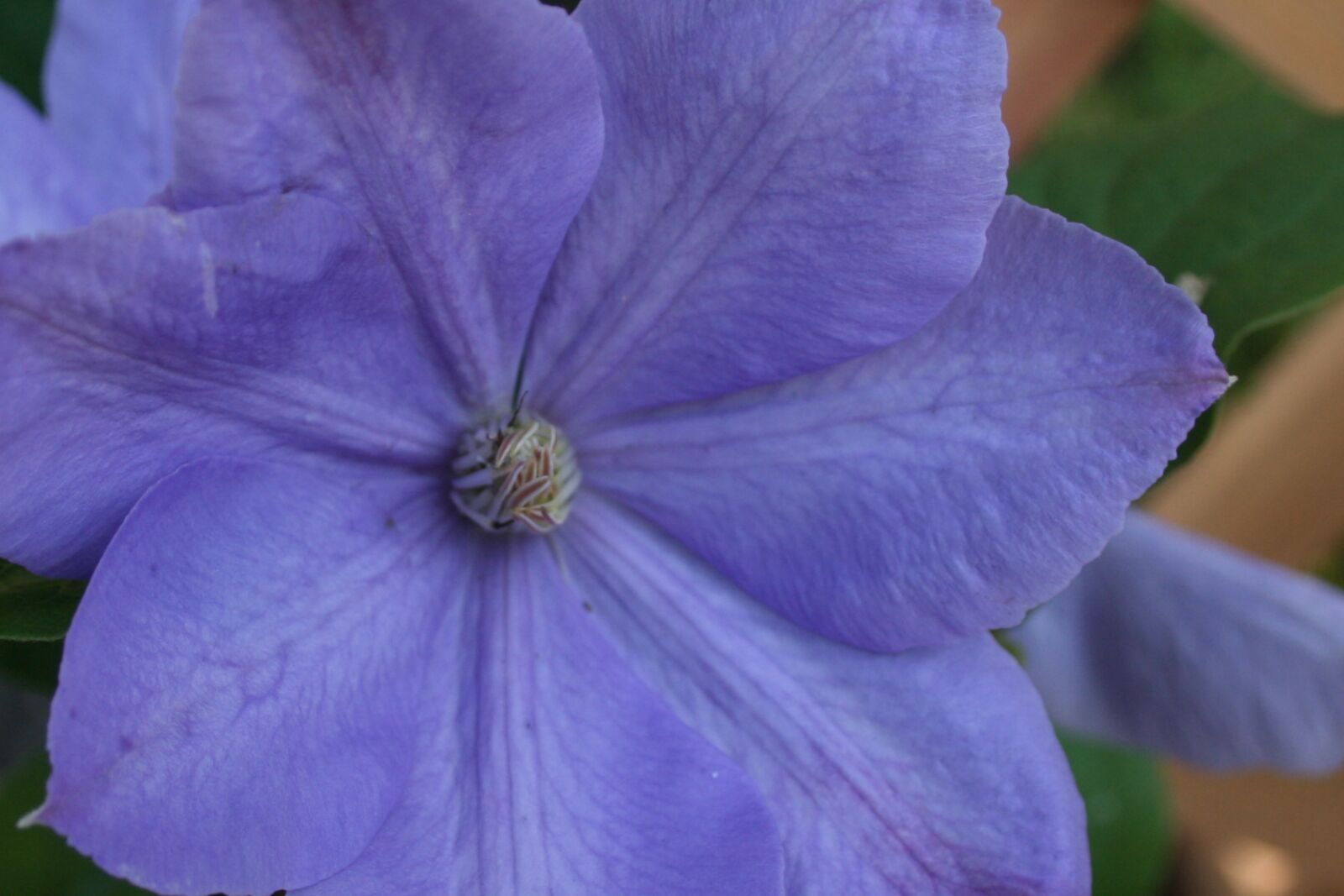 Canon EOS 400D (EOS Digital Rebel XTi / EOS Kiss Digital X) sample photo. Flower, blue, nature photography
