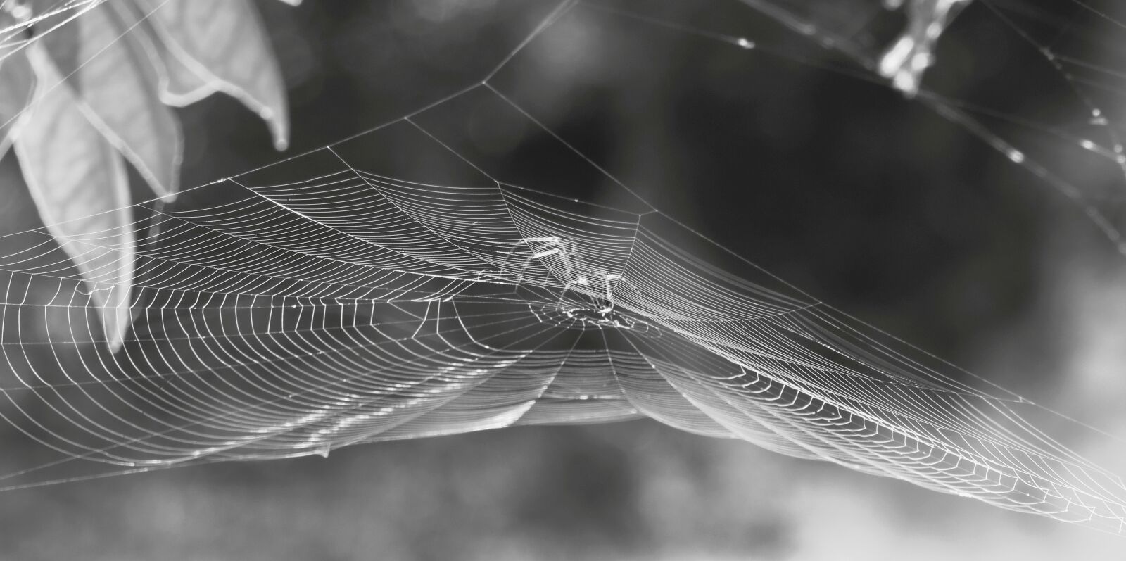 Canon PowerShot SX50 HS sample photo. Nature, black and white photography