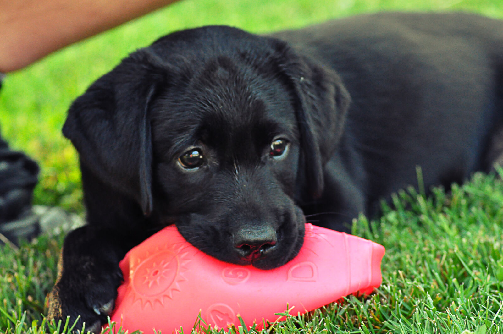 Nikon D5000 sample photo. Black, play, puppy photography