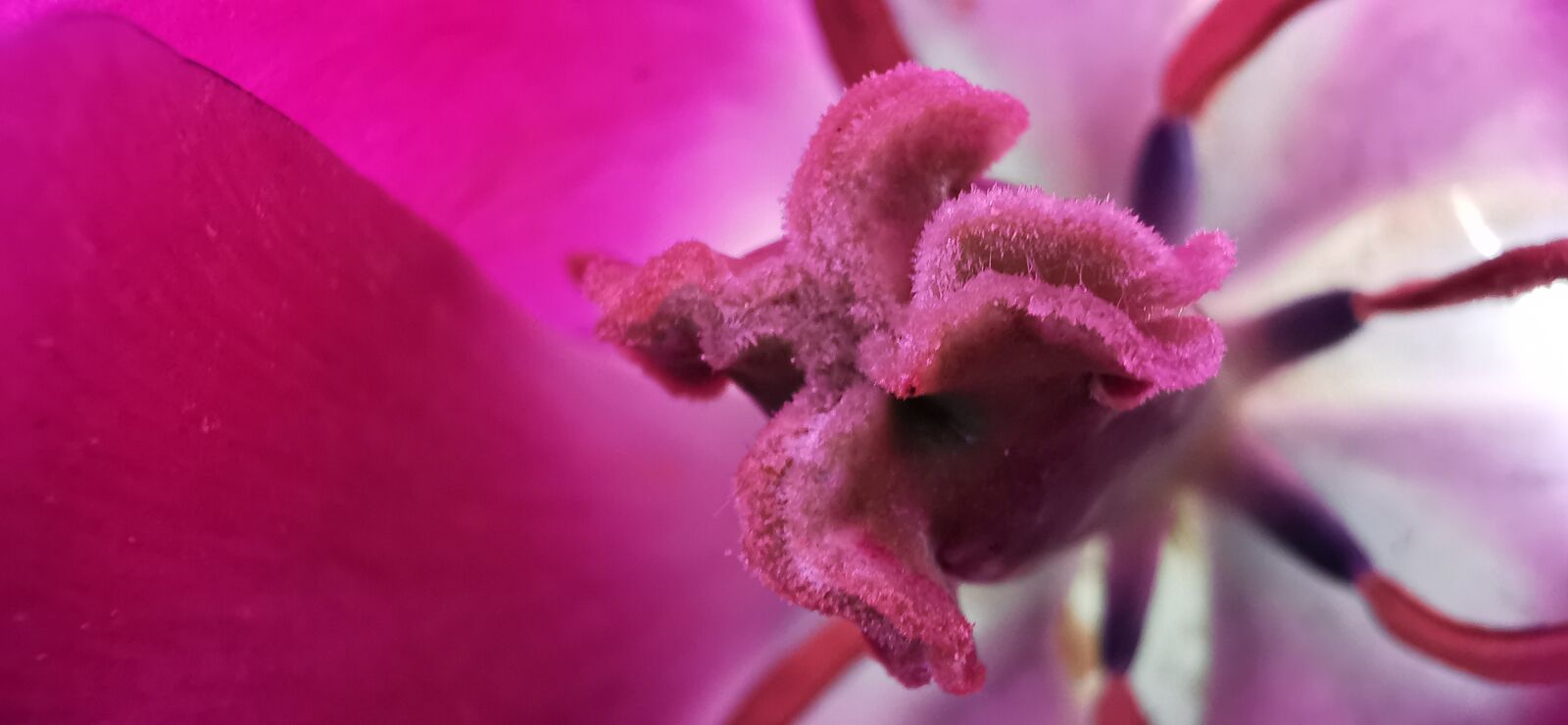 HUAWEI P30 Pro sample photo. Tulip, pink, macro photography