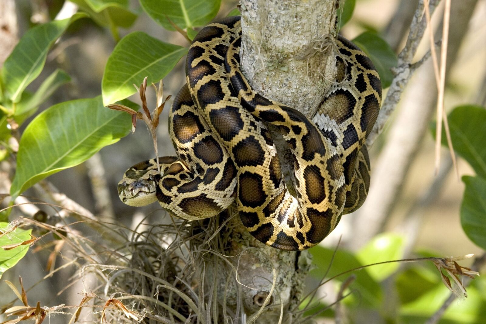 Canon EOS-1D Mark II sample photo. Burmese python, snake, tree photography