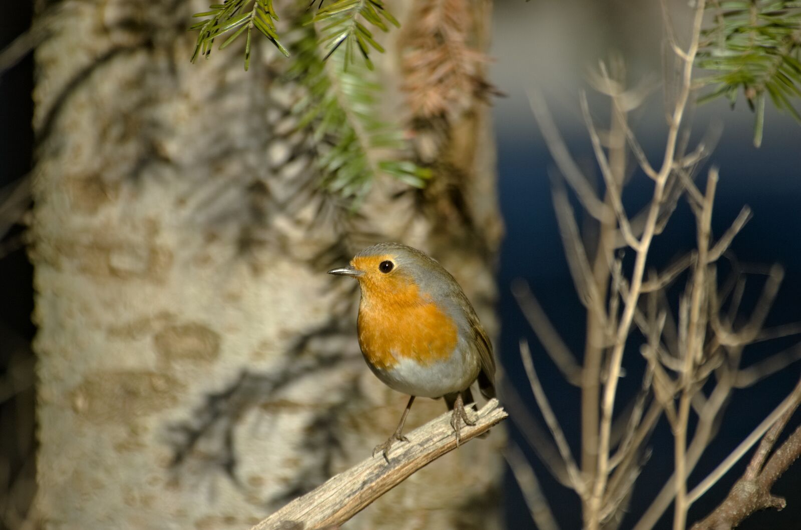 Nikon D70 sample photo. Robin, bird, songbird photography