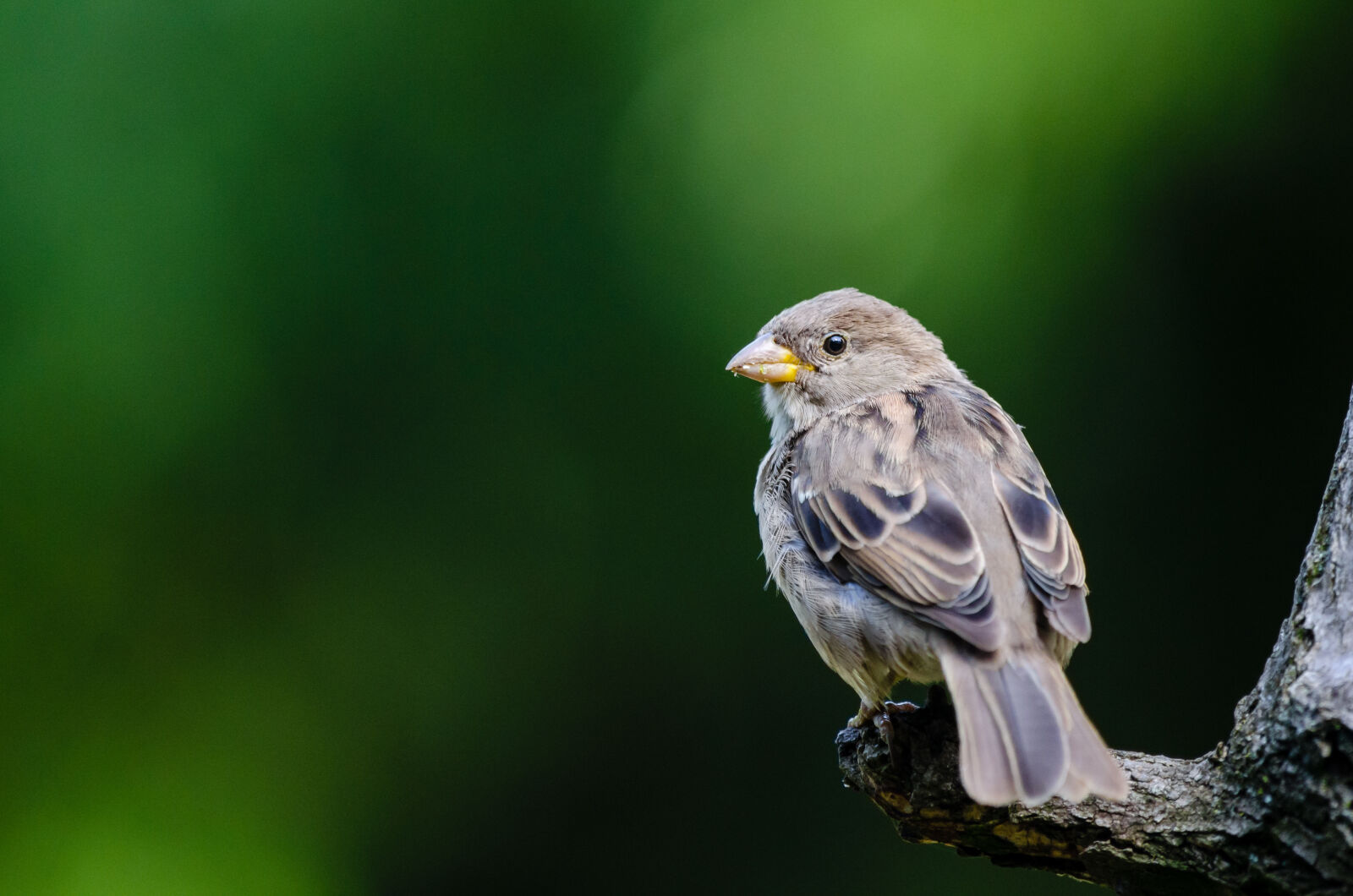 Nikon D7000 + Sigma APO Tele Macro 300mm F4 sample photo. Animal, avian, bird, macro photography