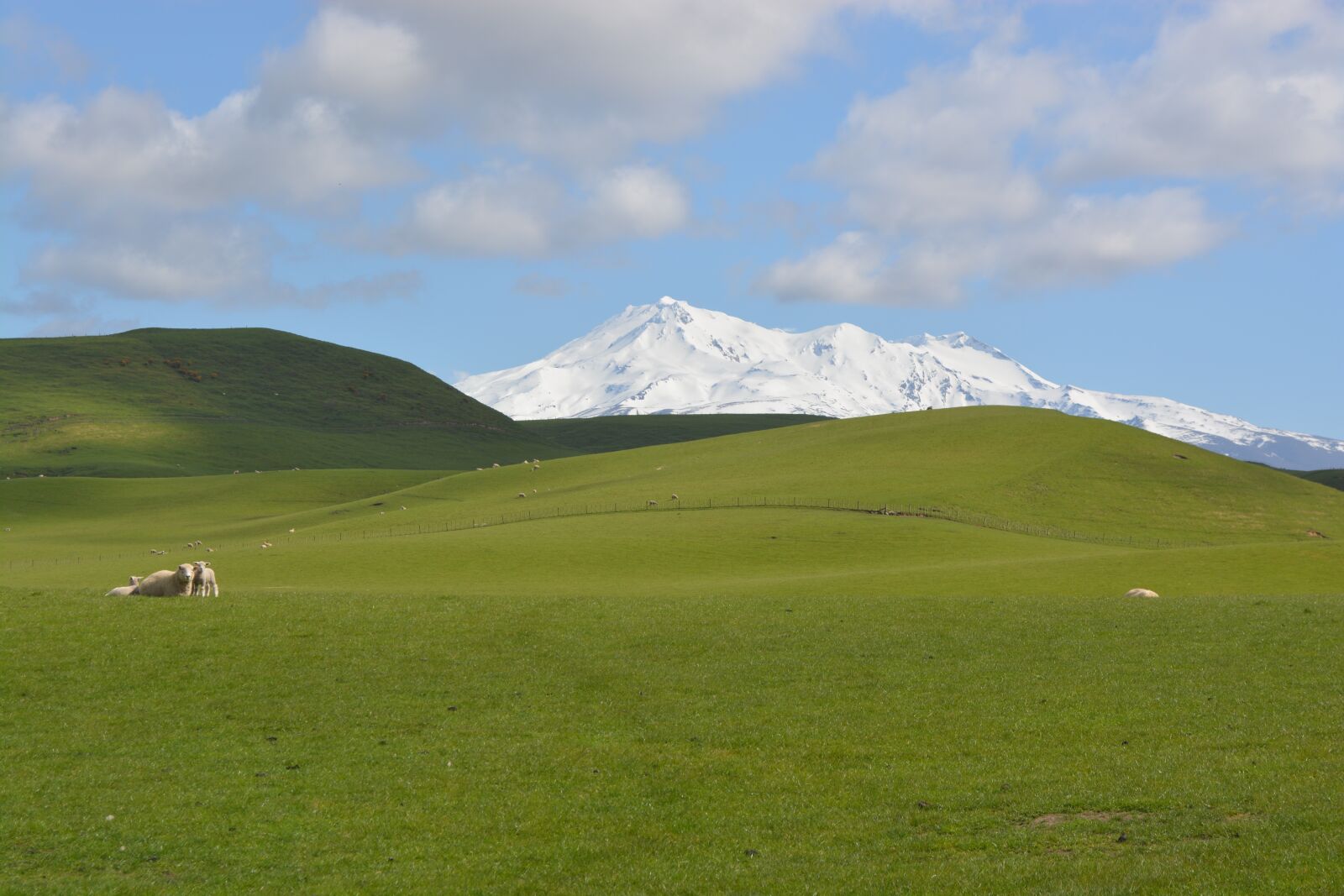 Nikon D5200 sample photo. Grass, sheep, rural photography