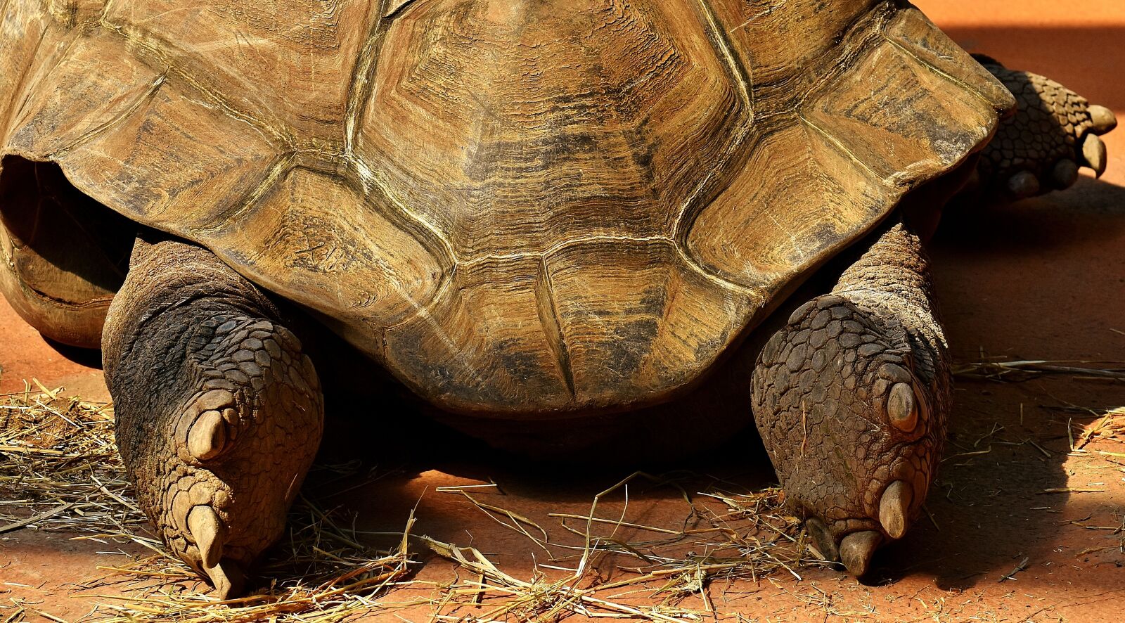 Nikon D7200 sample photo. Giant tortoise, feet, rear photography