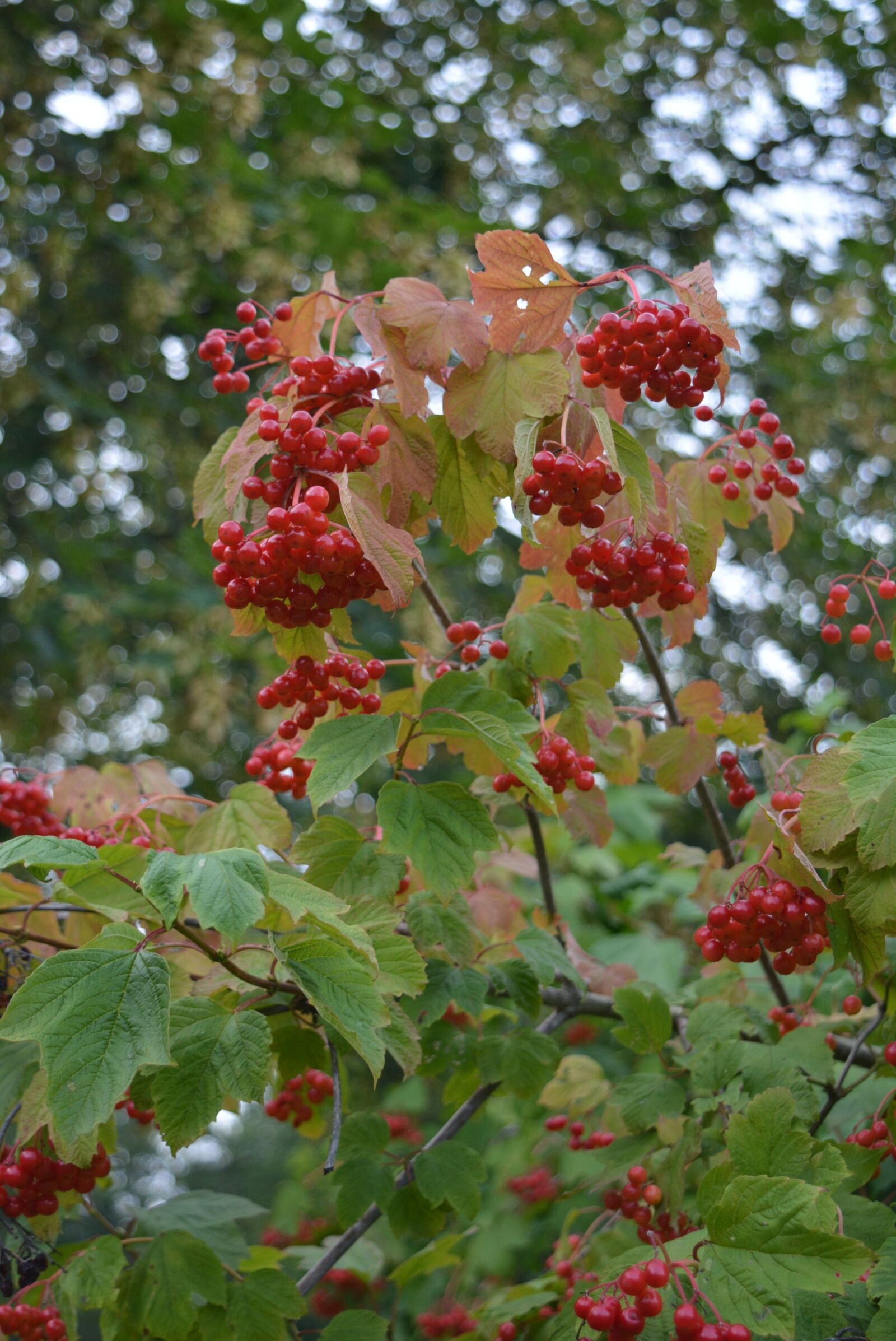 Nikon D5200 sample photo. Fruits, berries, red photography