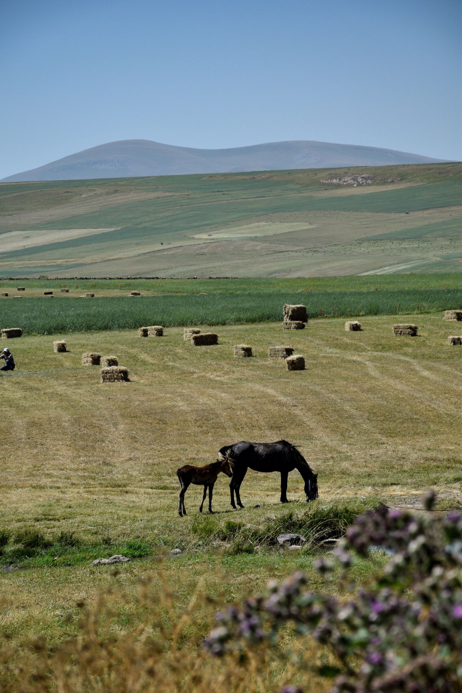 Nikon D3300 sample photo. Horse, landscape, farm photography