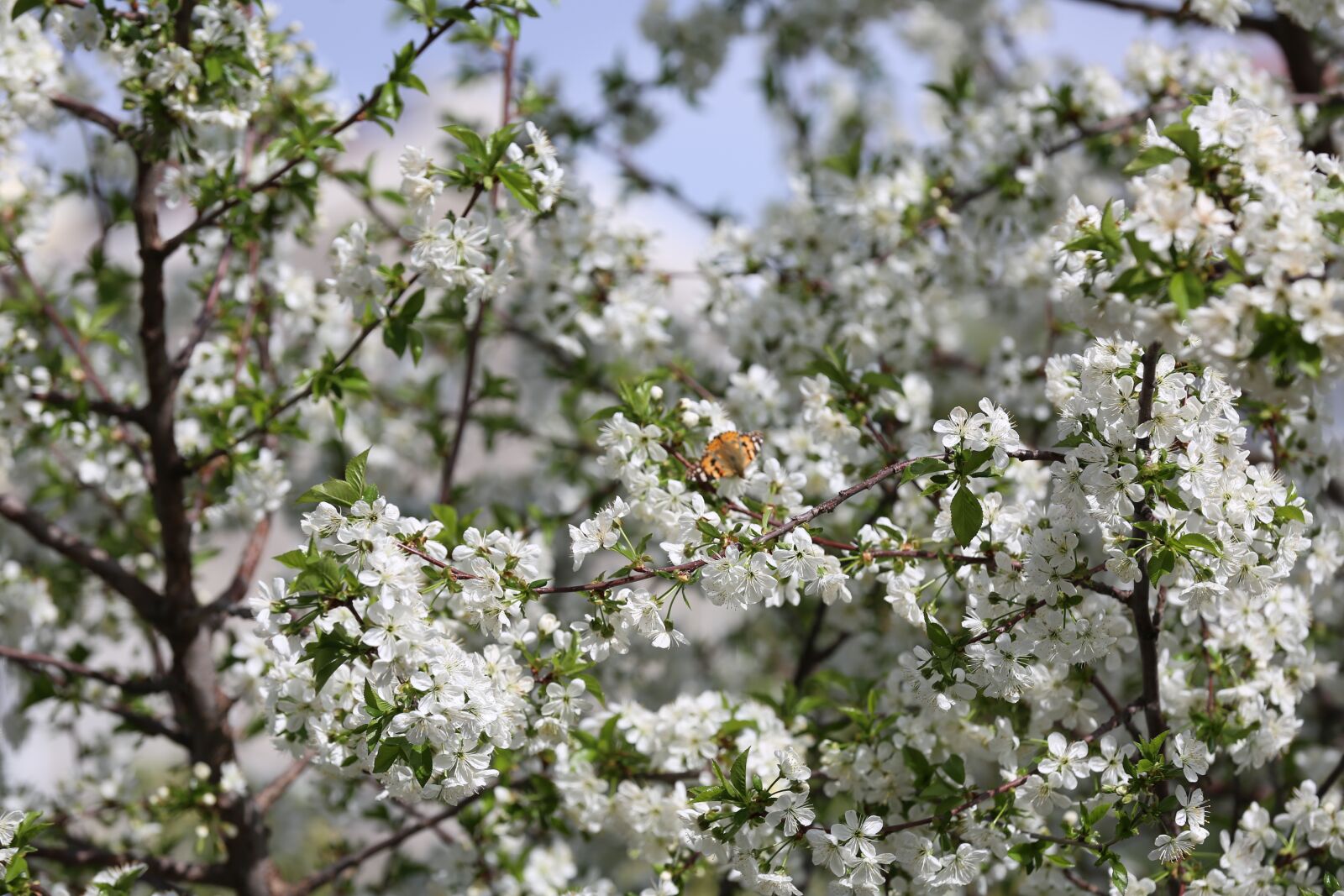 Canon EOS 5D Mark III sample photo. Butterfly, flower, spring photography
